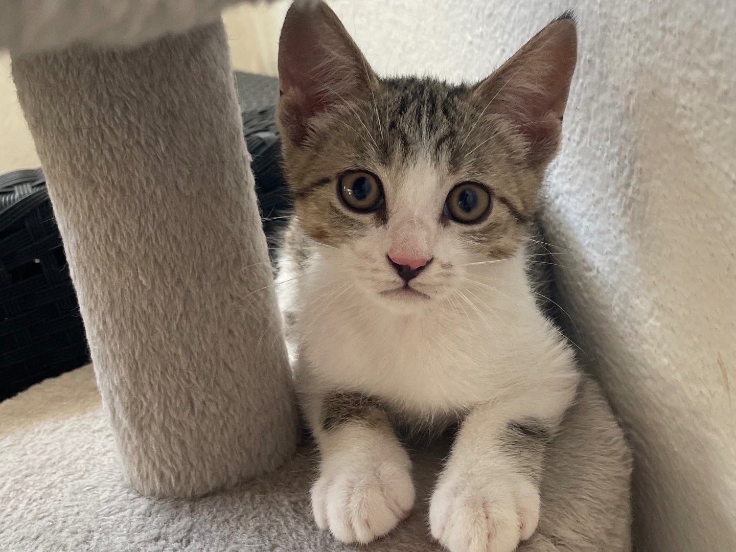 Vuoi adottare un gatto a Lecce?
