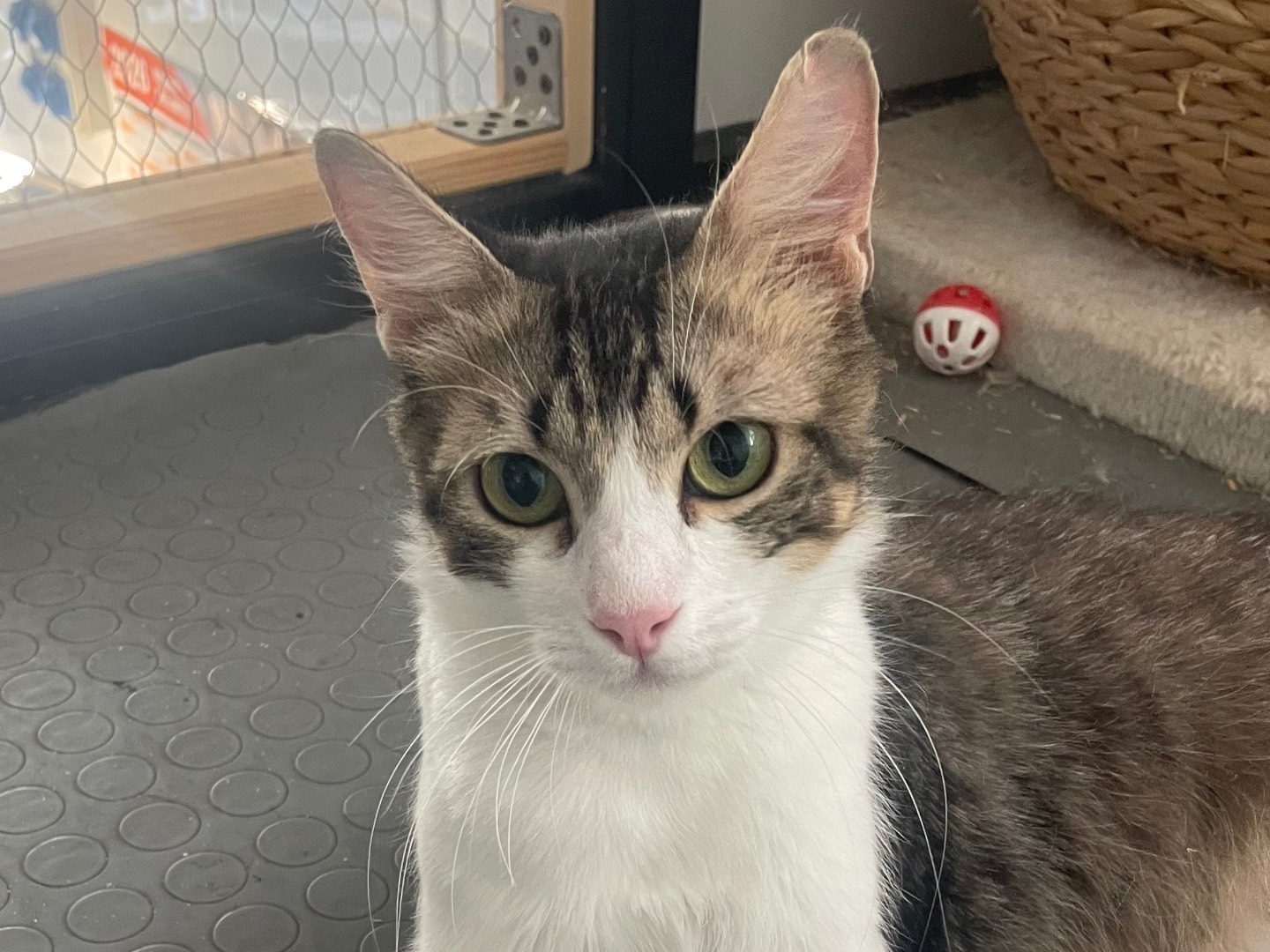 Vuoi adottare un gatto a Lecce?