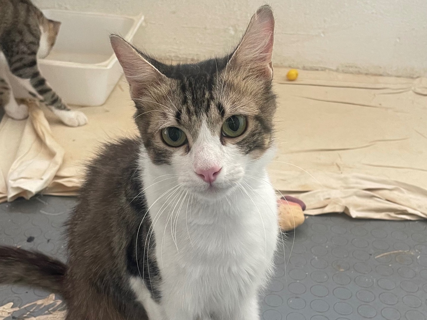 Adotta il gatto Paw a Lecce