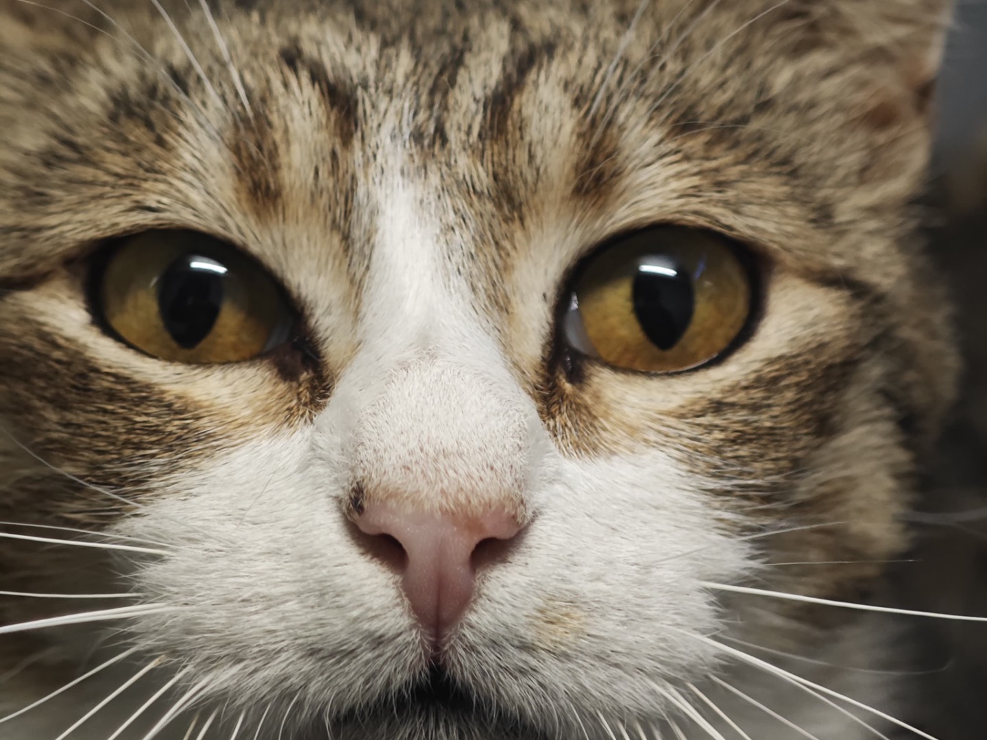Vuoi adottare un gatto a Lecce?