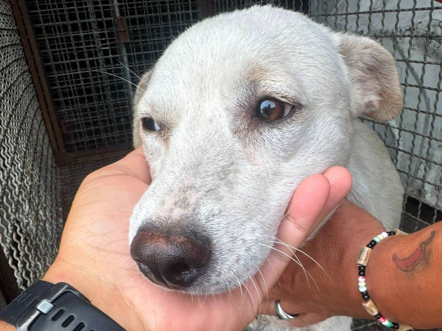 Vuoi adottare un cane a Vibo?