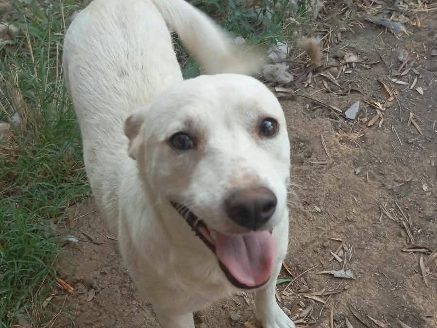 Adotta il cane BLANKO a Vibo