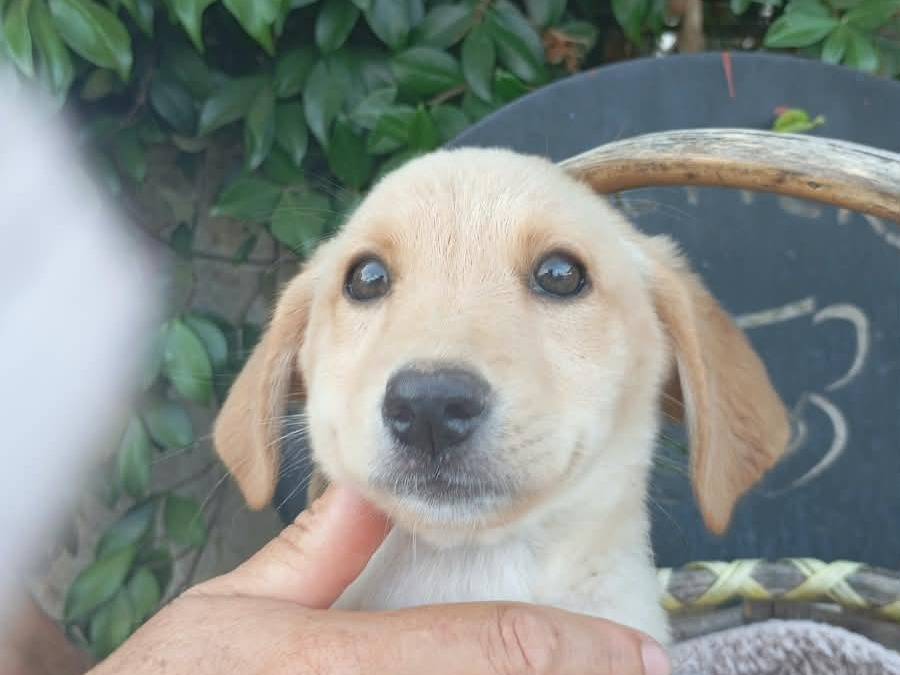 Vuoi adottare un cane a Vibo?