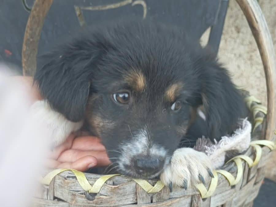 Foto 3 dell'animale