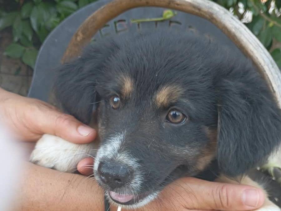 Vuoi adottare un cane a Vibo?