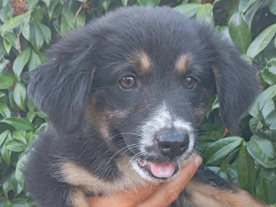 Adotta il cane DANA a Vibo