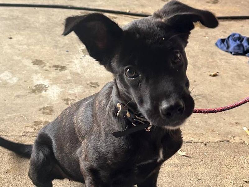 Adozione cane, femmina, Razza sconosciuta Razza sconosciuta, 5 mesi, taglia media contenuta, Vibo