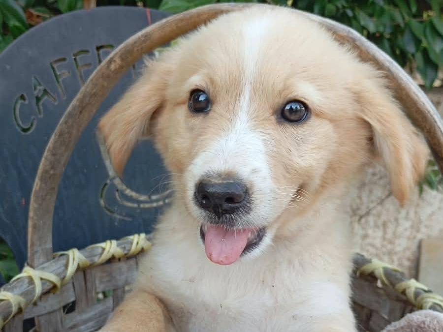 Adozione cane, femmina, Razza sconosciuta Razza sconosciuta, 2 mesi, taglia media, Vibo