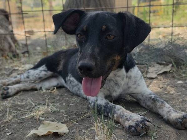 Adozione cane, femmina, Jack Russell Terrier Razza sconosciuta, 6 mesi, taglia piccola, Roma