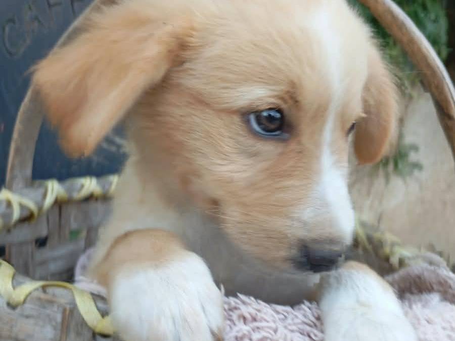 Adotta un cane, femmina, 2 mesi, Vibo