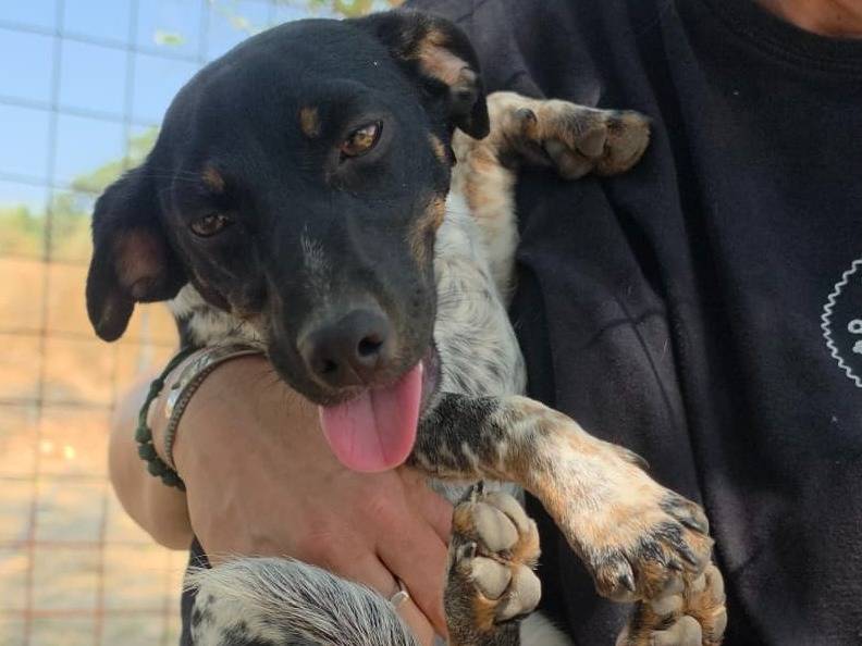 Adotta un cane, femmina, 6 mesi, Roma