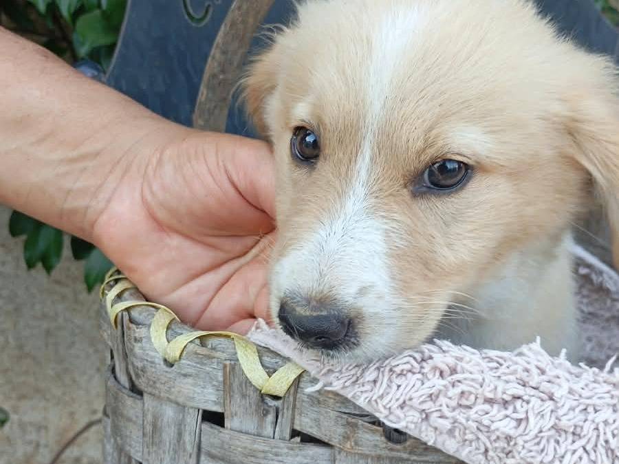 Adotta un cane, taglia media, femmina, Vibo