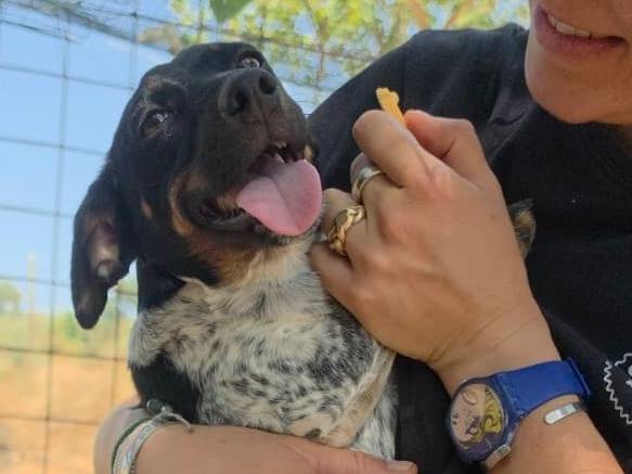 Adotta un cane, taglia piccola, femmina, Roma