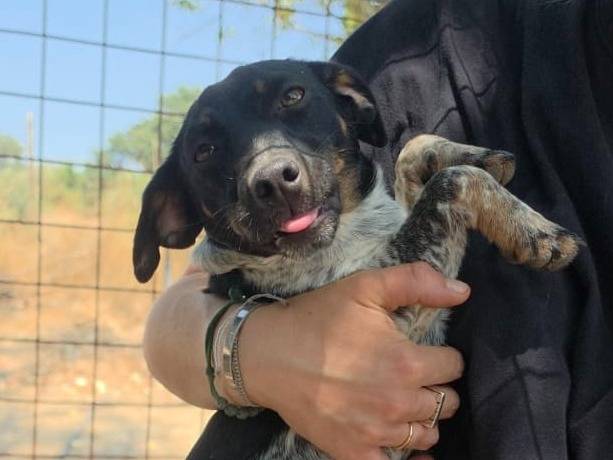 Vuoi adottare un cane a Roma?