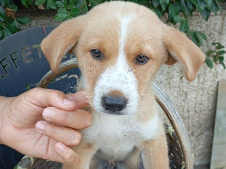 Adozione cane, maschio, Razza sconosciuta Razza sconosciuta, 2 mesi, taglia media, Vibo