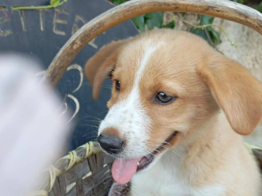 Adotta un cane, maschio, 2 mesi, Vibo
