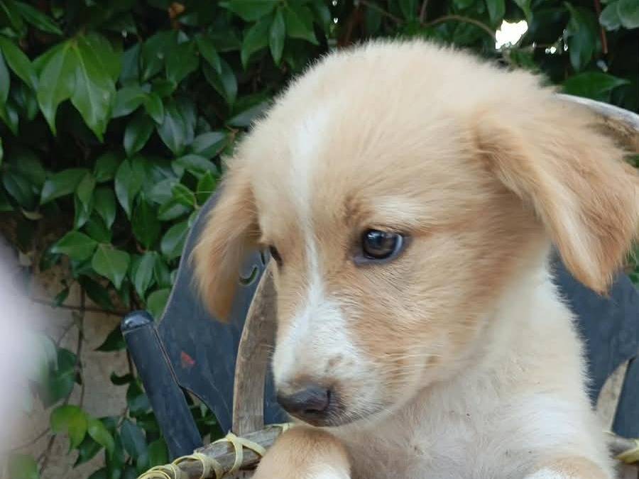 Adotta un cane, taglia media, maschio, Vibo