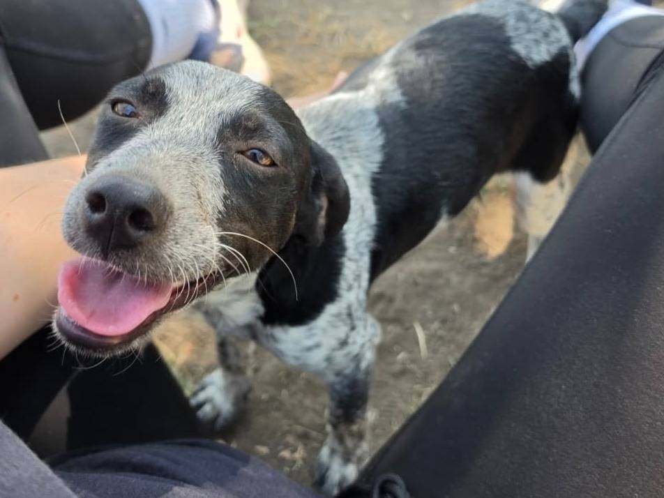 Adotta un cane, taglia piccola, femmina, Roma