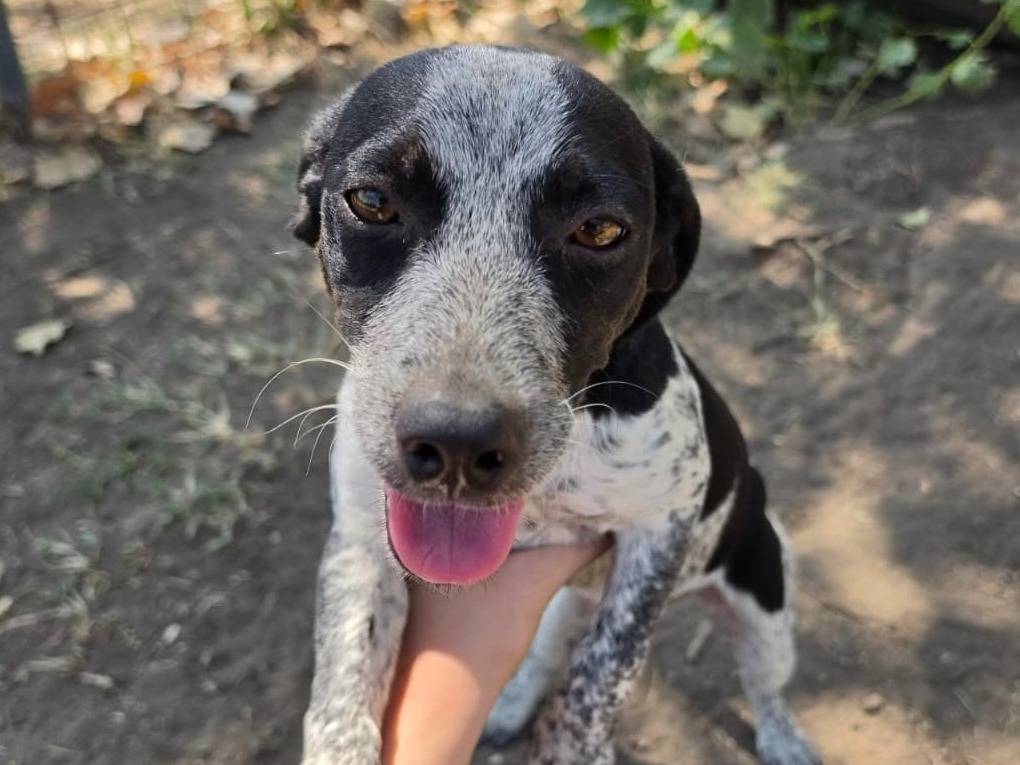 Vuoi adottare un cane a Roma?