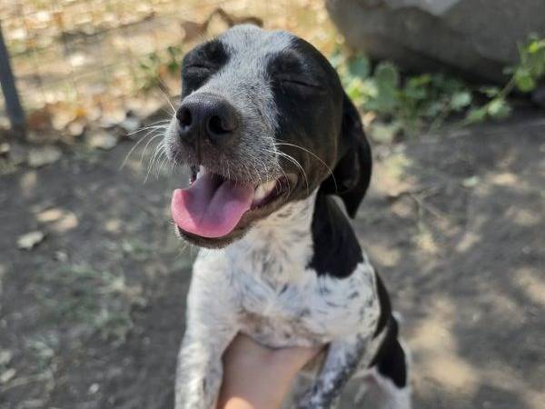 Adozione cane, femmina, Jack Russell Terrier Razza sconosciuta, 6 mesi, taglia piccola, Roma