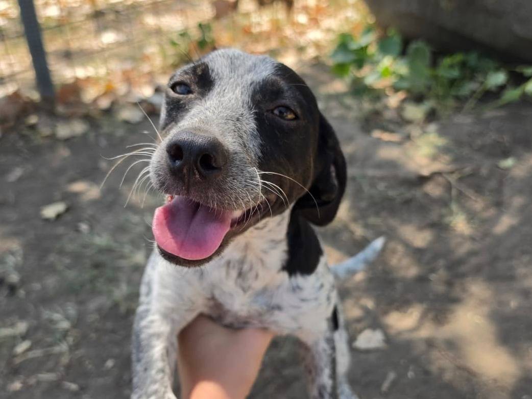 Adotta un cane, femmina, 6 mesi, Roma