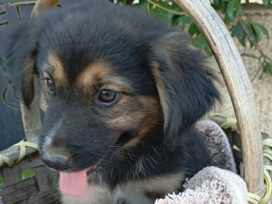 Adozione cane, femmina, Razza sconosciuta Razza sconosciuta, 2 mesi, taglia media, Vibo