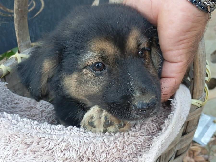 Adotta un cane, femmina, 2 mesi, Vibo