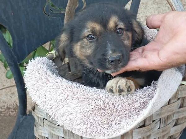Adotta un cane, taglia media, femmina, Vibo