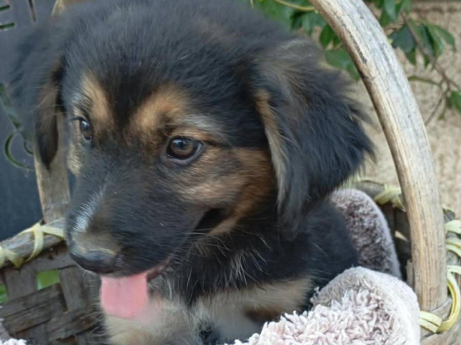 Vuoi adottare un cane a Vibo?