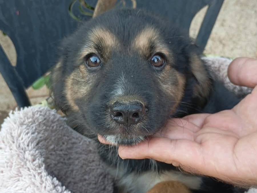 Adotta il cane BELLE a Vibo