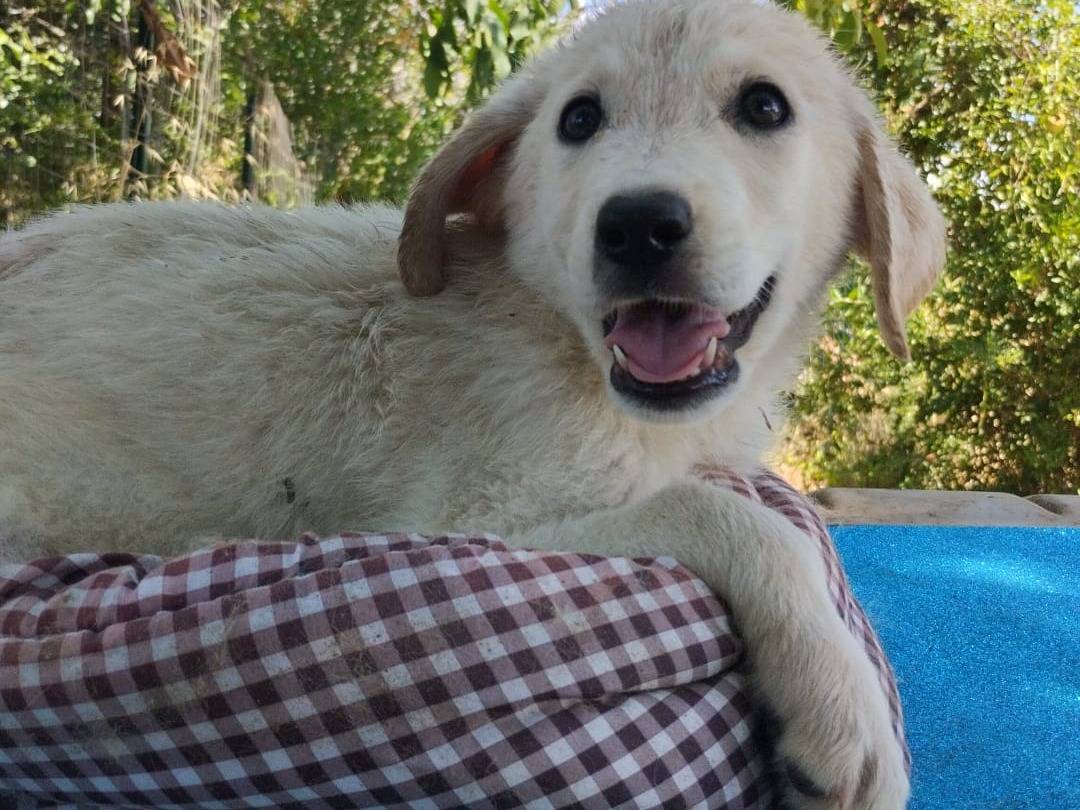 Adotta un cane, taglia media, maschio, Vibo