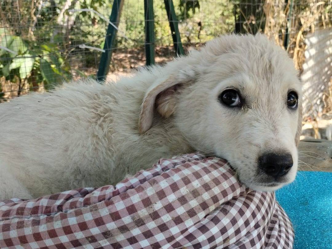 Vuoi adottare un cane a Vibo?