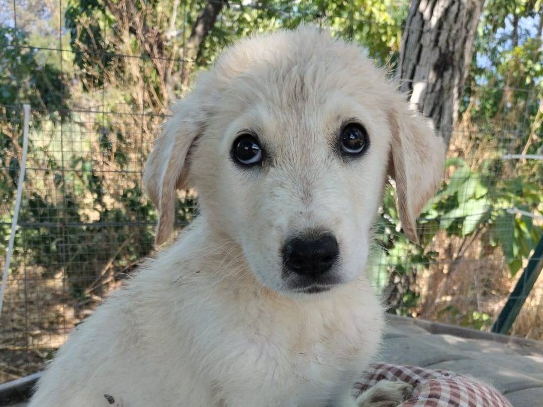 Adotta il cane RUDOLF a Vibo