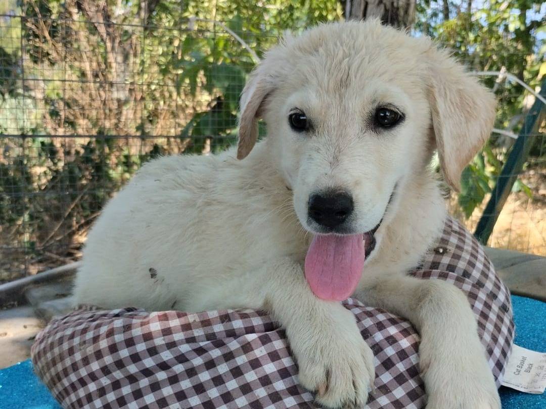 Adozione cane, maschio, Razza sconosciuta Razza sconosciuta, 3 mesi, taglia media, Vibo