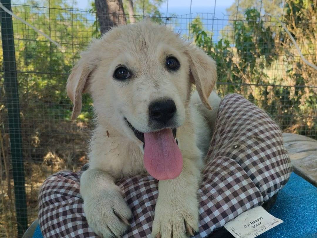 Adotta un cane, maschio, 3 mesi, Vibo