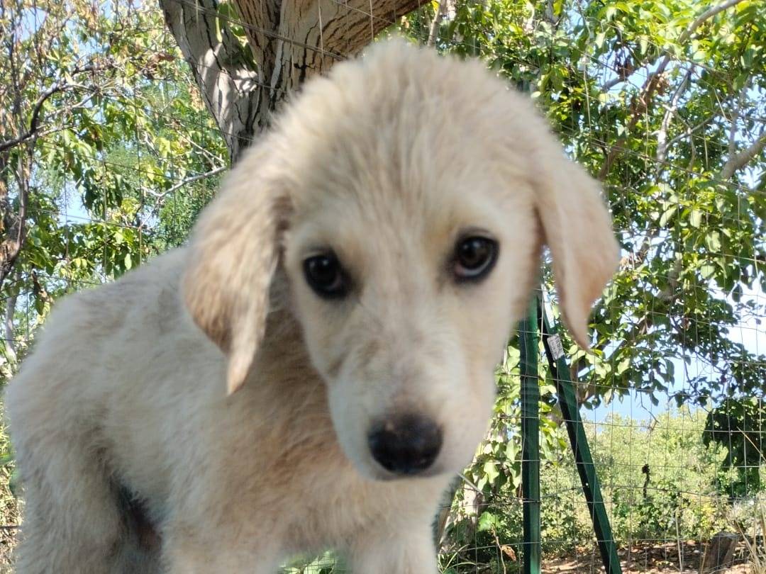 Adotta un cane, maschio, 3 mesi, Vibo