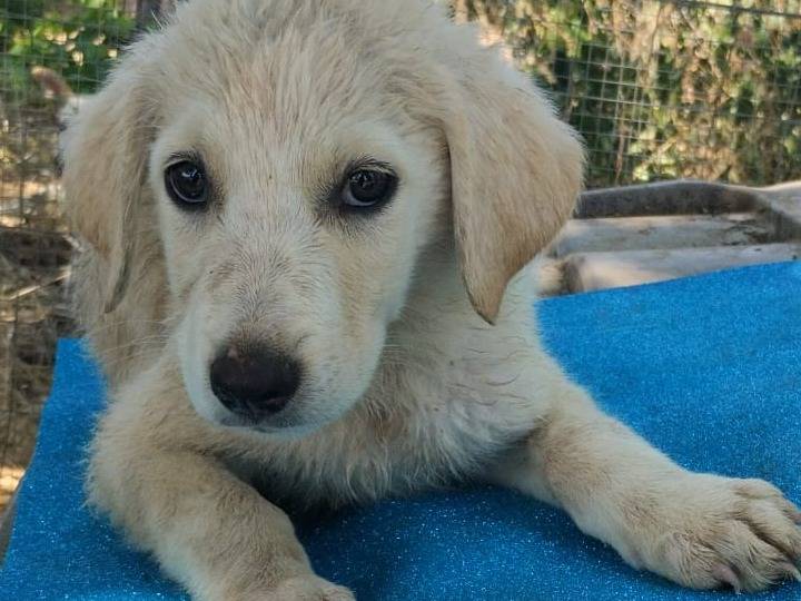 Adozione cane, maschio, Razza sconosciuta Razza sconosciuta, 3 mesi, taglia media, Vibo