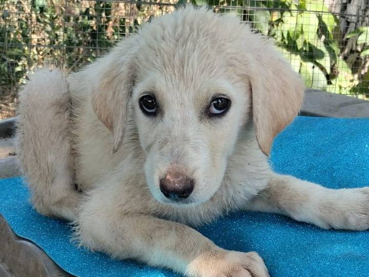 Adotta un cane, taglia media, maschio, Vibo