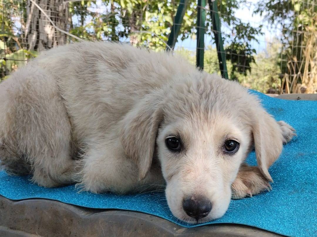 Vuoi adottare un cane a Vibo?
