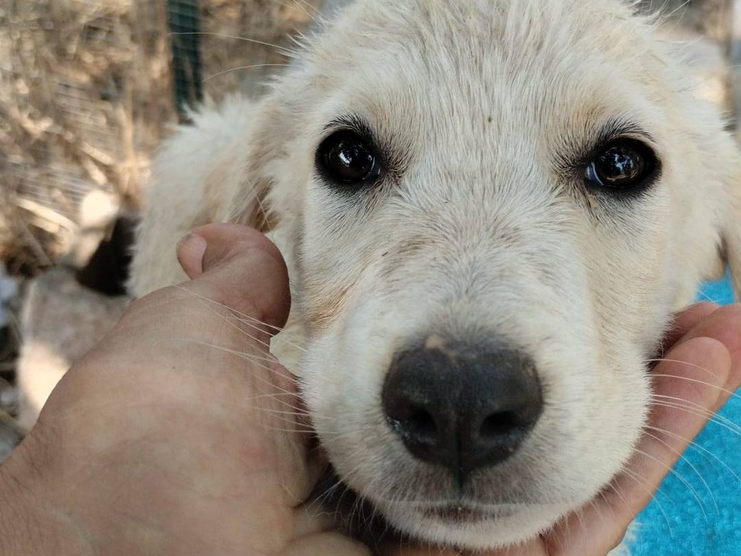 Adotta il cane SAMMY a Vibo