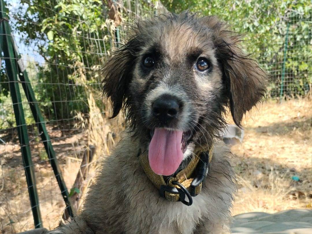 Adozione cane, maschio, Razza sconosciuta Razza sconosciuta, 3 mesi, taglia media, Vibo