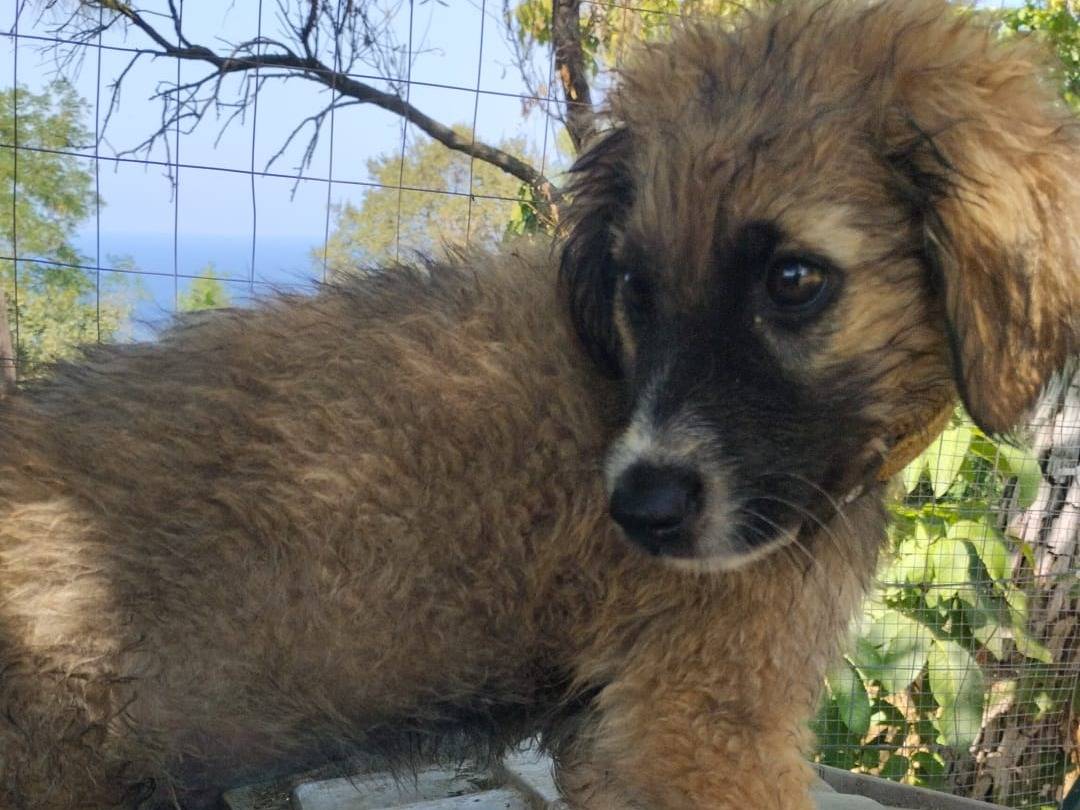 Adotta un cane, maschio, 3 mesi, Vibo