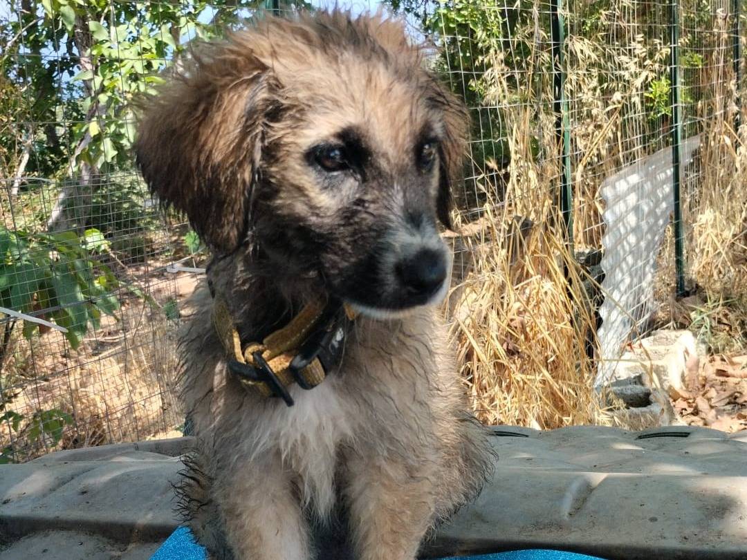 Adotta un cane, taglia media, maschio, Vibo