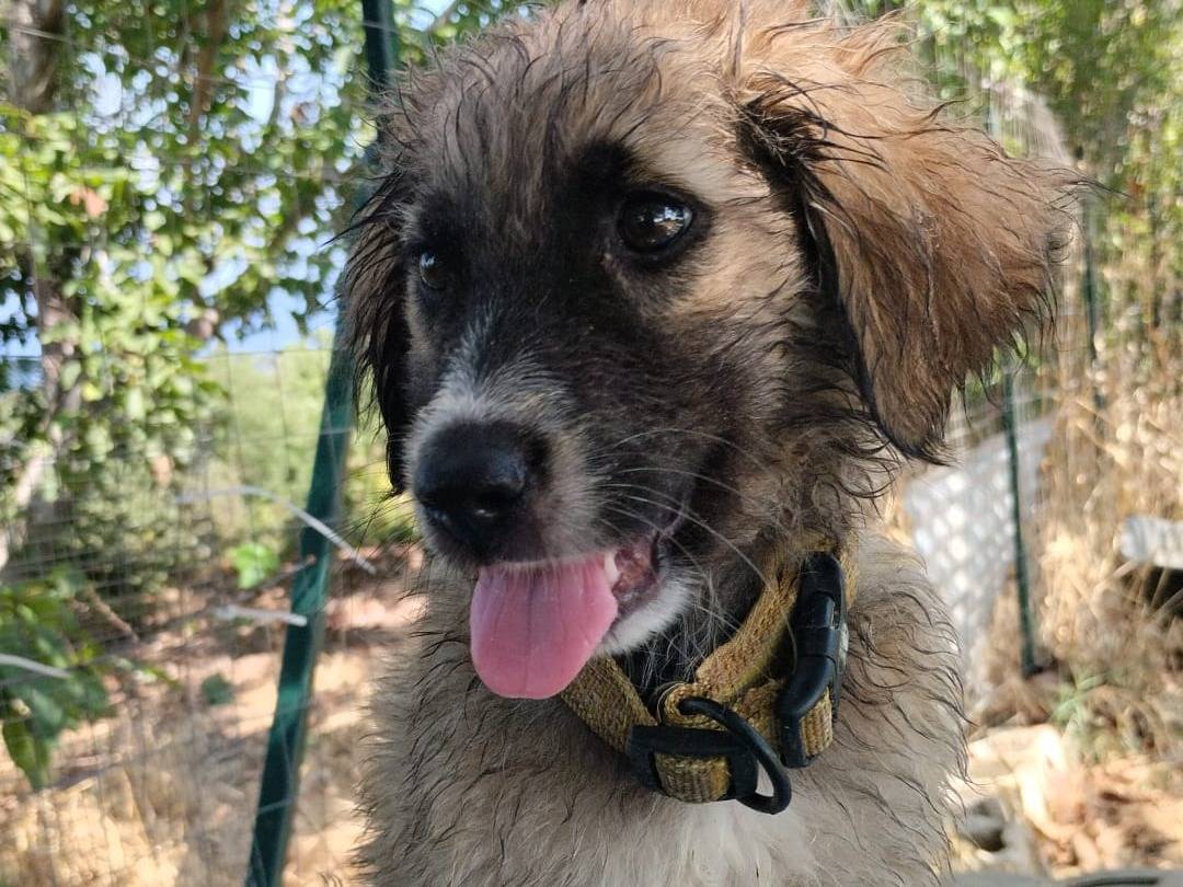 Vuoi adottare un cane a Vibo?