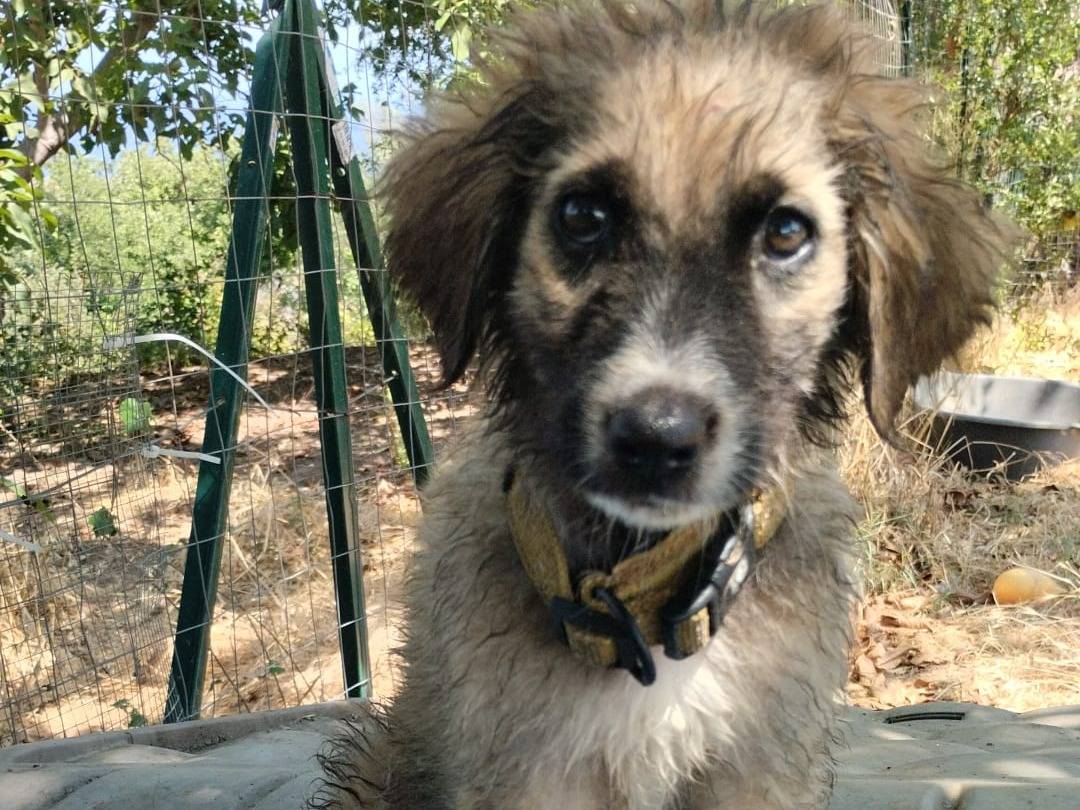 Adotta il cane RALF a Vibo