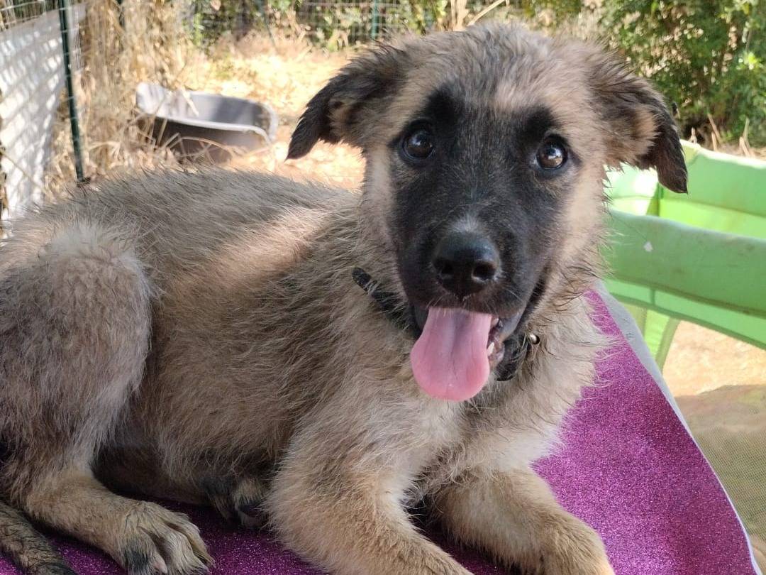 Adozione cane, femmina, Razza sconosciuta Razza sconosciuta, 3 mesi, taglia media, Vibo