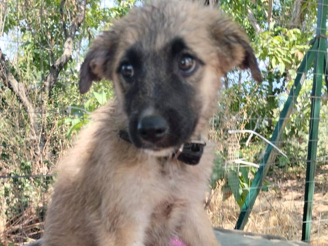 Adotta un cane, femmina, 3 mesi, Vibo