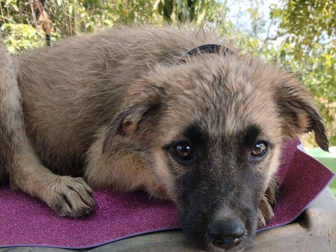Adotta un cane, taglia media, femmina, Vibo