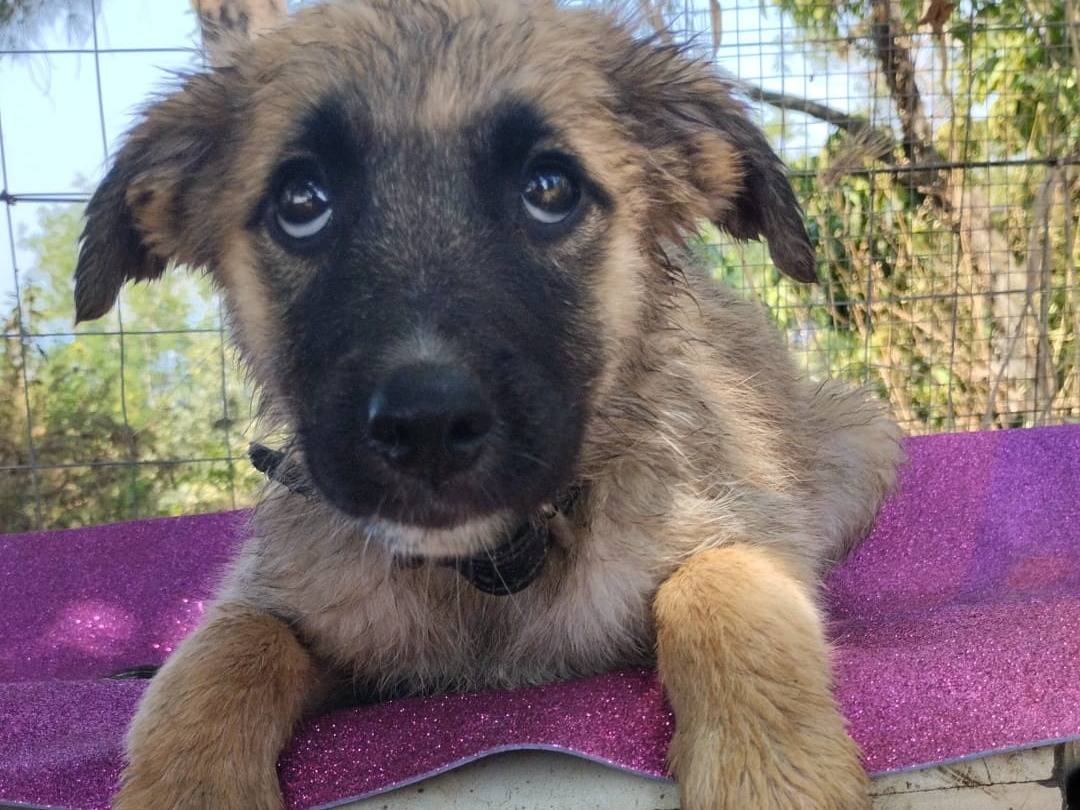 Vuoi adottare un cane a Vibo?