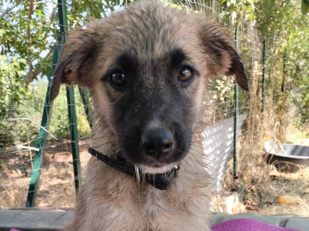 Adotta il cane MILLY a Vibo